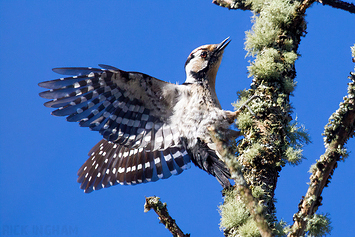 Lesser Spotted Woodpecker | Male