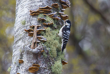 Lesser Spotted Woodpecker | Female