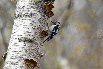 Lesser Spotted Woodpecker | Male