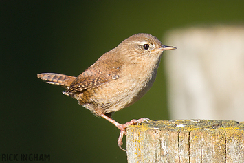 Wren