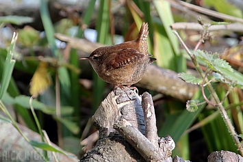 Wren