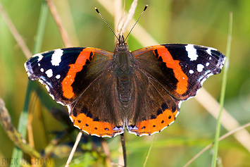 Red Admiral Butterfly