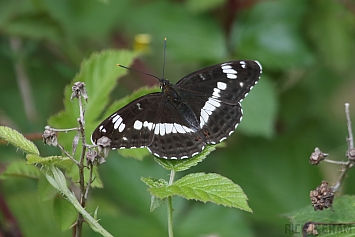 White Admiral Butterfly