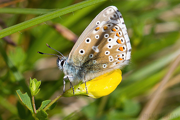 Adonis Blue Butterfly | Male