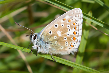 Adonis Blue Butterfly | Male