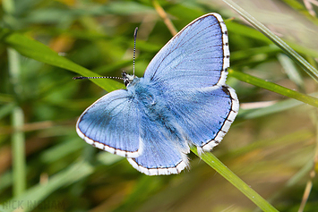 Adonis Blue Butterfly | Male