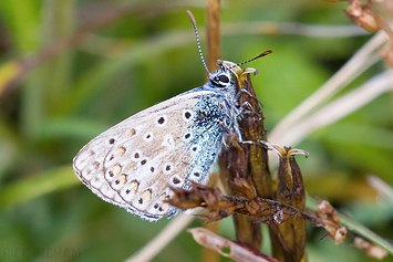 Common Blue Butterfly