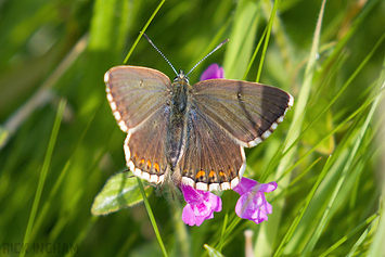 Chalkhill Blue Butterfly | Female