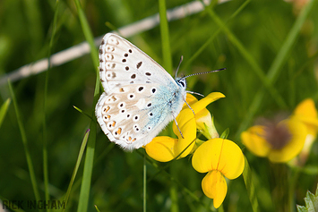 Chalkhill Blue Butterfly