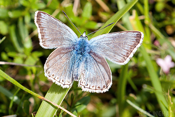 Chalkhill Blue Butterfly