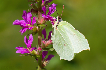 Brimstone Butterfly