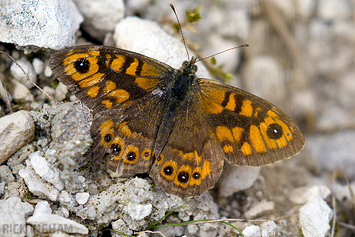 Wall Brown Butterfly