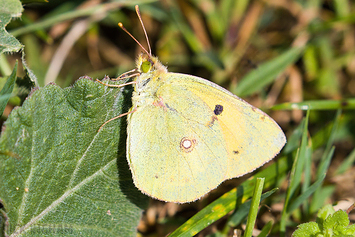 Clouded Yellow Butterfly