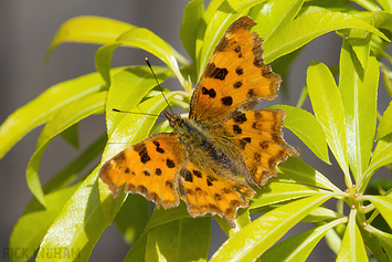 Comma Butterfly