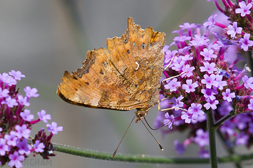 Comma Butterfly