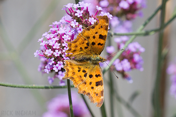 Comma Butterfly