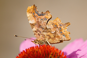 Comma Butterfly