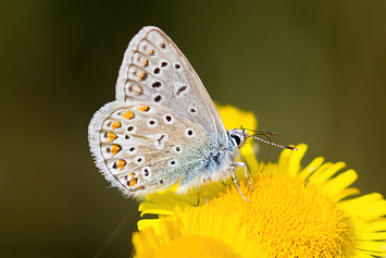 Common Blue