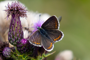 Common Blue Butterfly | Female