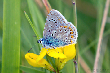 Common Blue Butterfly