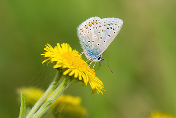 Common Blue Butterfly