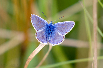 Common Blue Butterfly