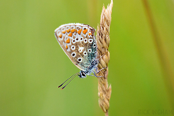 Common Blue Butterfly