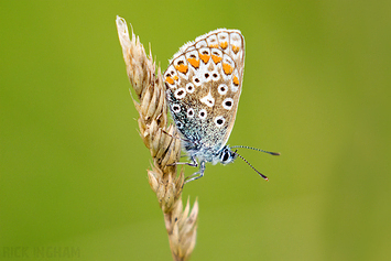 Common Blue Butterfly