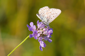 Common Blue Butterfly