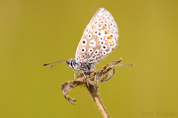 Common Blue Butterfly