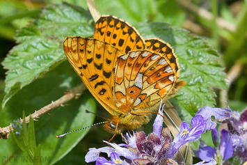 Fritillaries