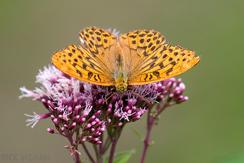 Silver-washed Fritillary