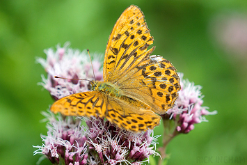 Silver-washed Fritillary