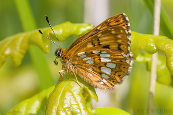 Duke of Burgundy Butterfly