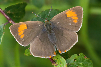 Brown Hairstreak Butterfly | Female