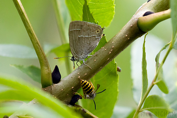 Purple Hairstreak Butterfly