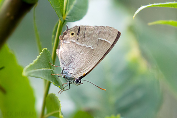 Purple Hairstreak Butterfly