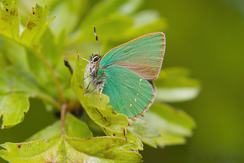 Green Hairstreak Butterfly