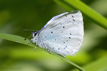 Holly Blue