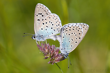 Large Blue