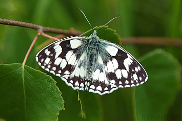 Marbled White