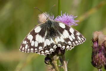 Marbled White Butterfly