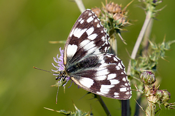 Marbled White Butterfly