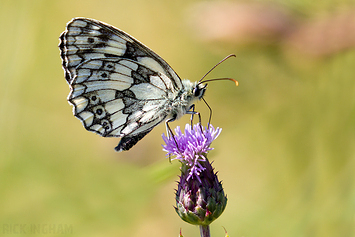 Marbled White Butterfly