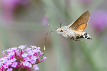 Hummingbird hawk-moth