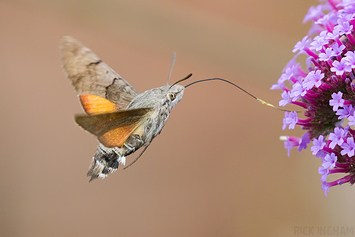 Hummingbird hawk-moth