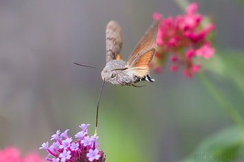 Hummingbird hawk-moth