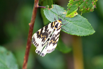 Magpie Moth