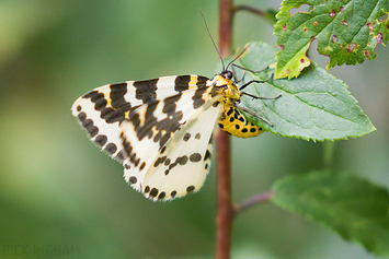 Magpie Moth