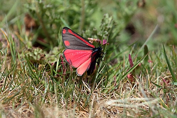 Cinnabar Moth